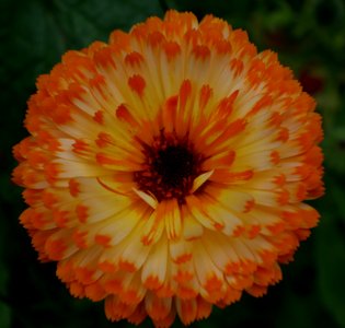 Fleur bicolore - Parc floral