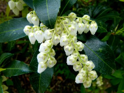 Fleur à clochette blanche