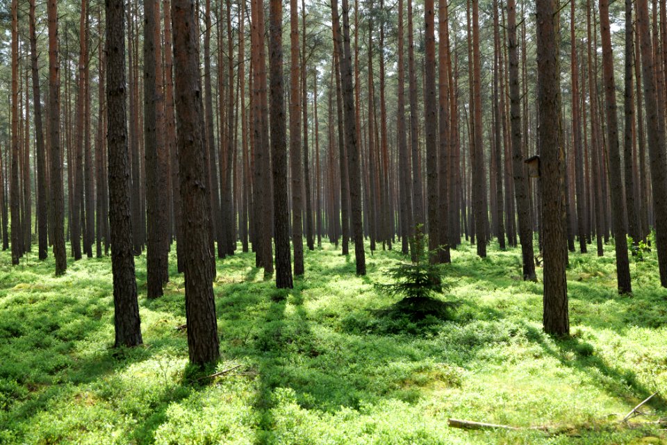Forest in Densow 2021-05-29 17