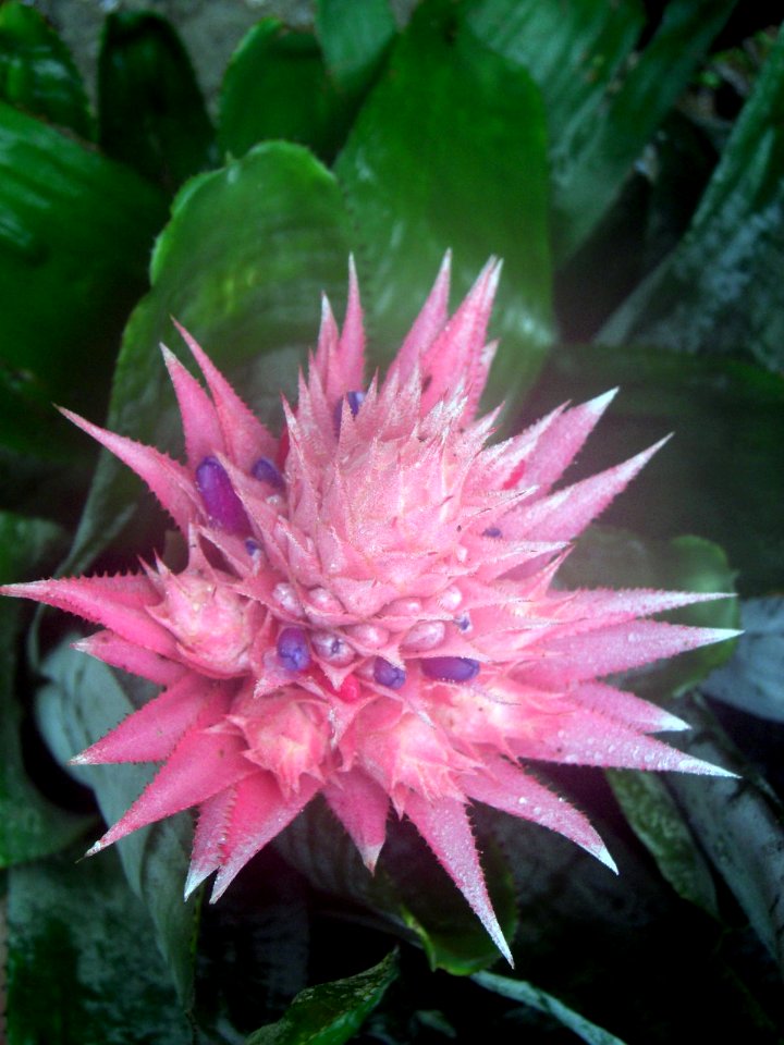 Fleur rose inconnue