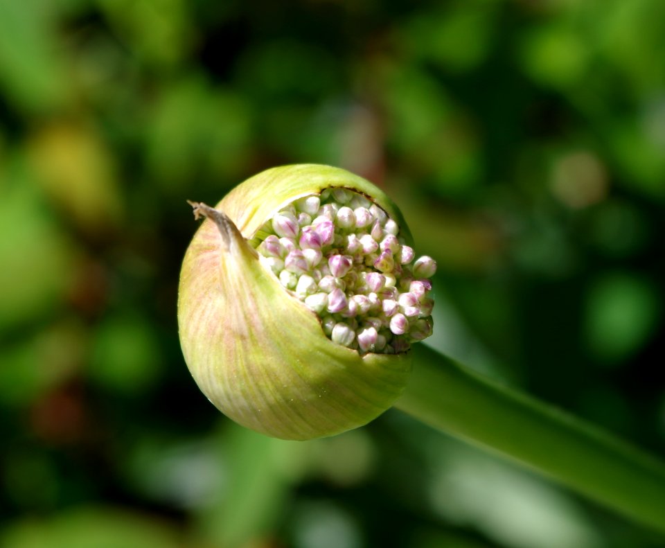 Fleur d'ail - Jardins de Bagatelle - 2