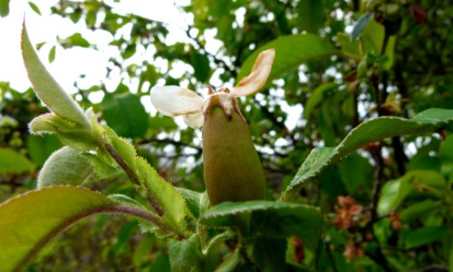 Fleur de cerisier - Eclosion - Jardin des Plantes