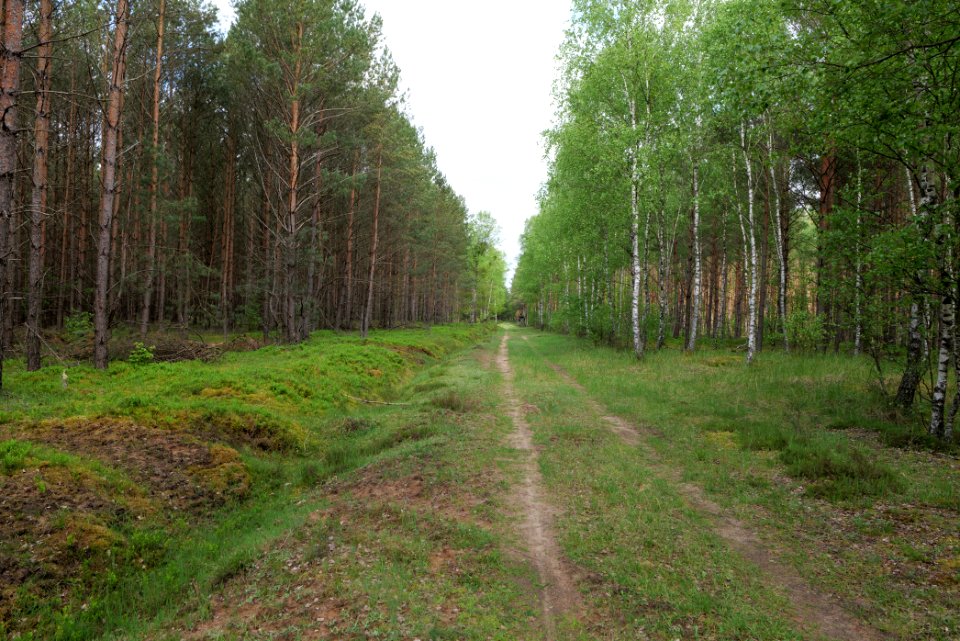 Forest Himmelpfort 2021-05-29 70