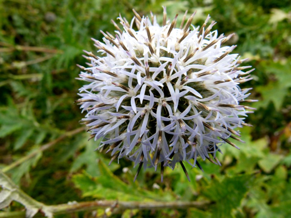 Fleur cc2
