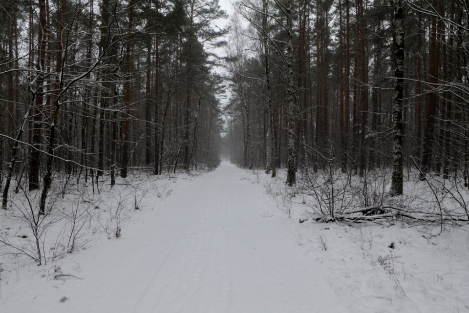 Forest Beelitz with snow 2021-02-07 14