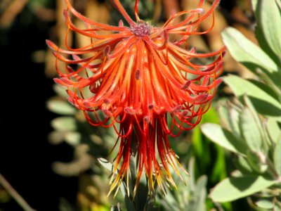 Fleur inconnue rouge Perth photo