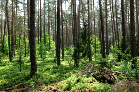 Forest in Densow 2021-05-29 09