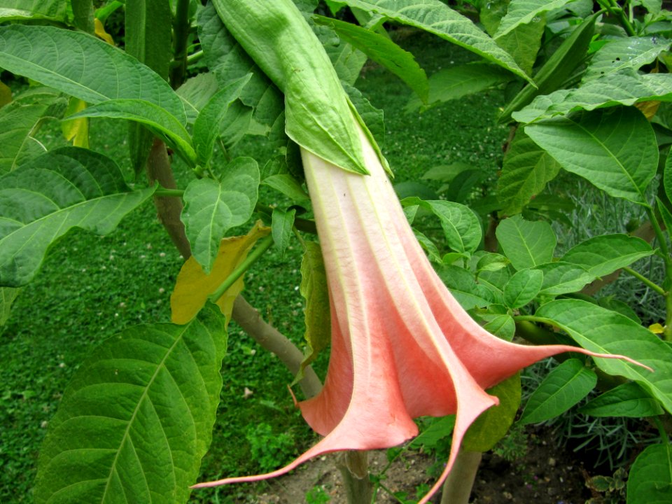Fleur pendante rose pale