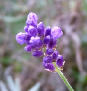 Fleur mauve 1