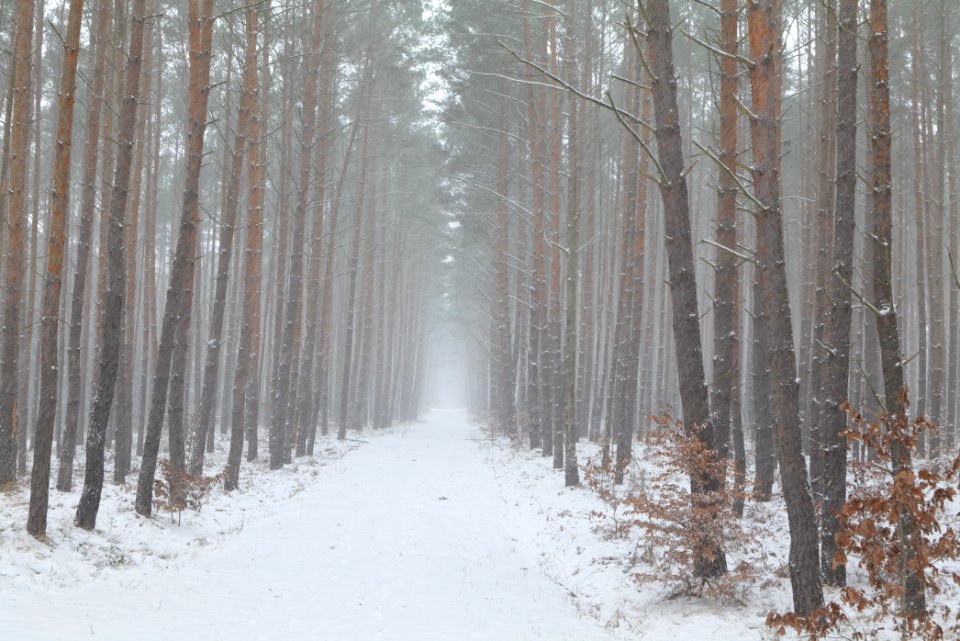 Forest Caputh with snow 2021-02-07 15