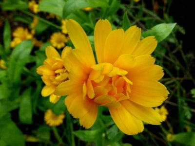 Fleur nn3
