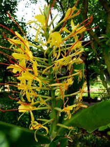 Fleur jaune inconnue