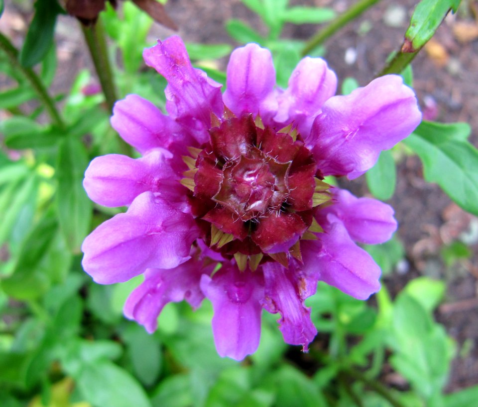 Fleur nms1
