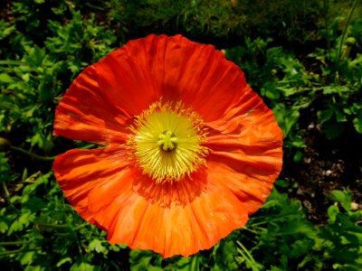 Fleur de printemps au jardin Albert Kahn