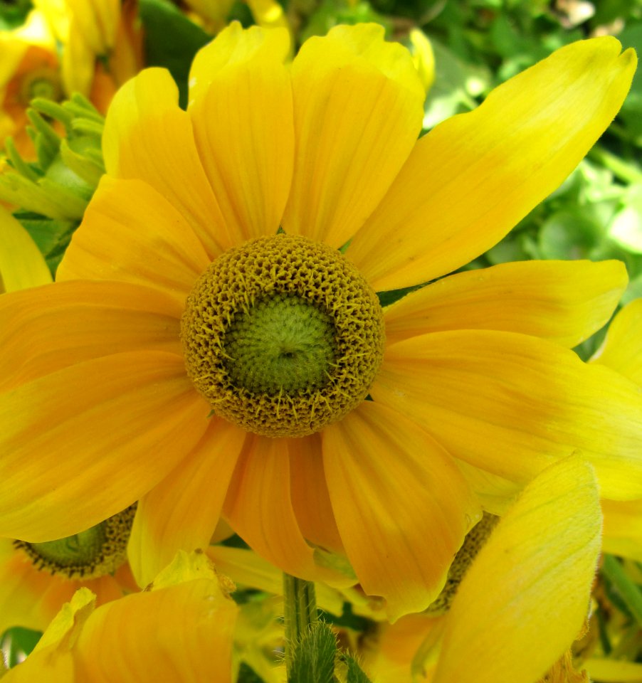 Fleur jaune intense