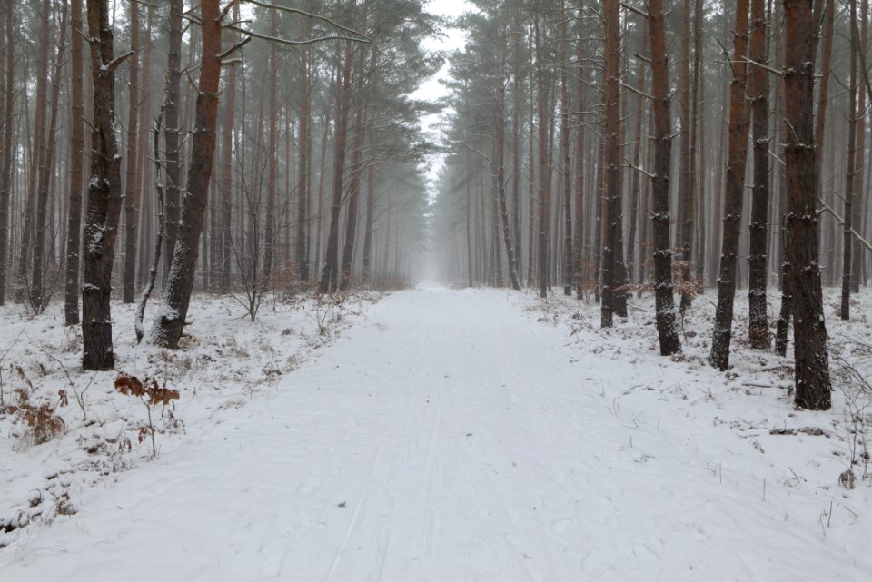 Forest Caputh with snow 2021-02-07 18
