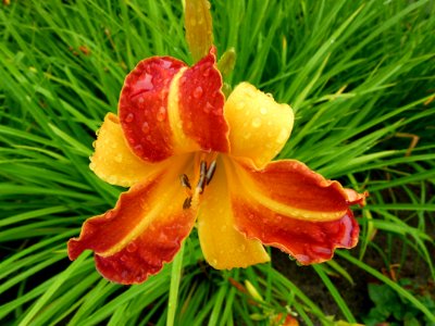 Fleur rouge et jaune avec pistil