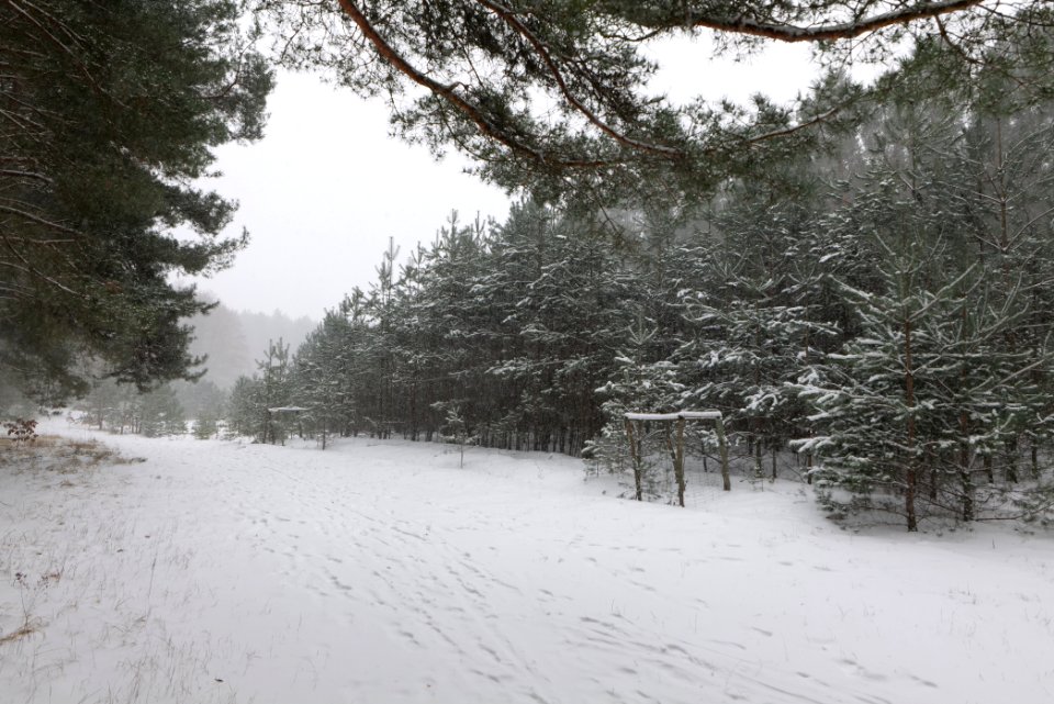 Forest Caputh with snow 2021-02-07 14