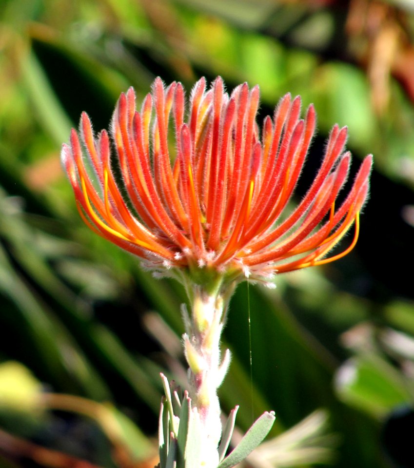 Fleur rouge inconnue