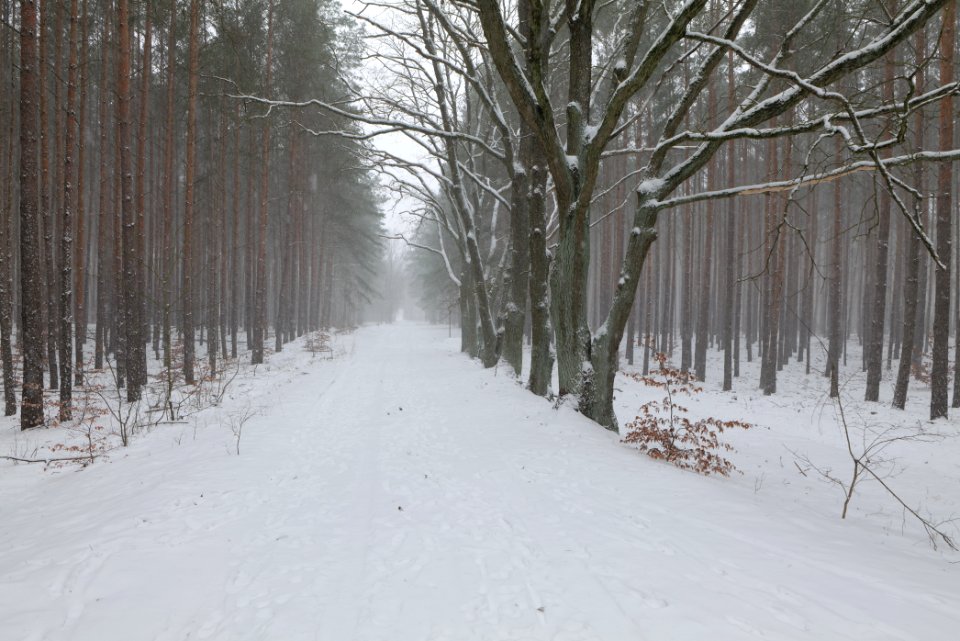Forest Caputh with snow 2021-02-07 04