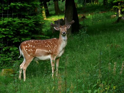 Nature animal mammal