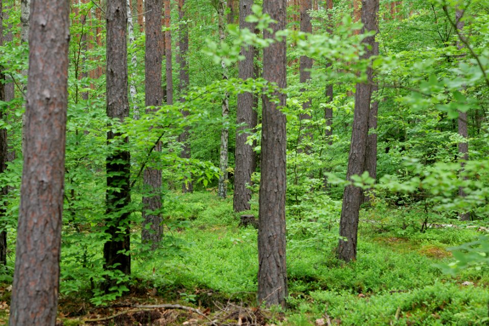 Forest Fürstenberg Himmelpfort 2021-05-29 06