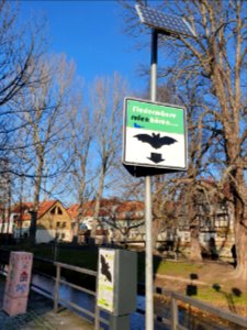 Fledermäuse rufen hören Erfurt 2