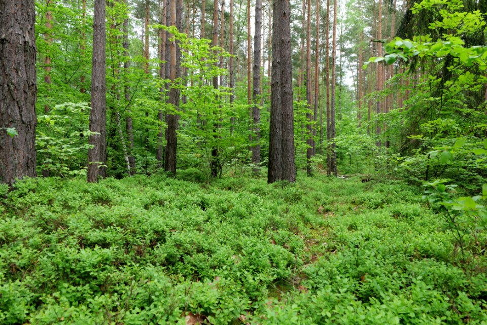 Forest Fürstenberg Himmelpfort 2021-05-29 04