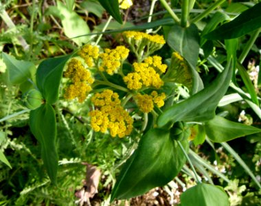 Fleur 4 Jardin des Plantes