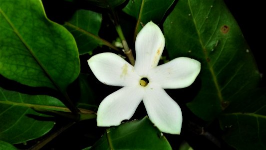 Fleur d'Atractocarpus pancherianus