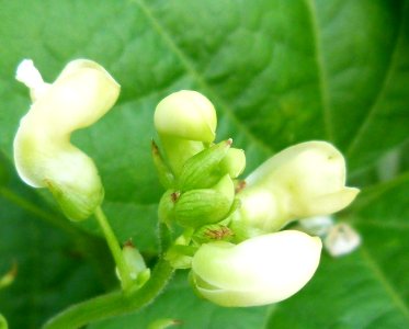 Fleur de pommes de terre