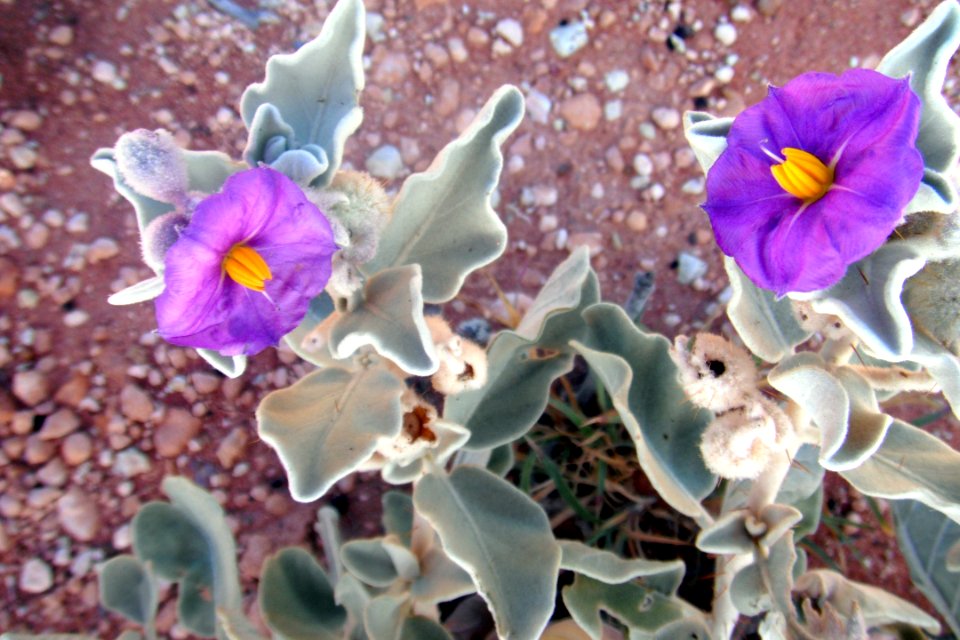 Fleur du Solanum lasiophyllum