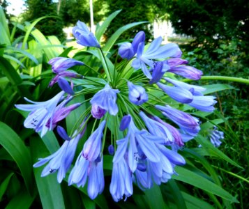 Fleur bleue 1 photo