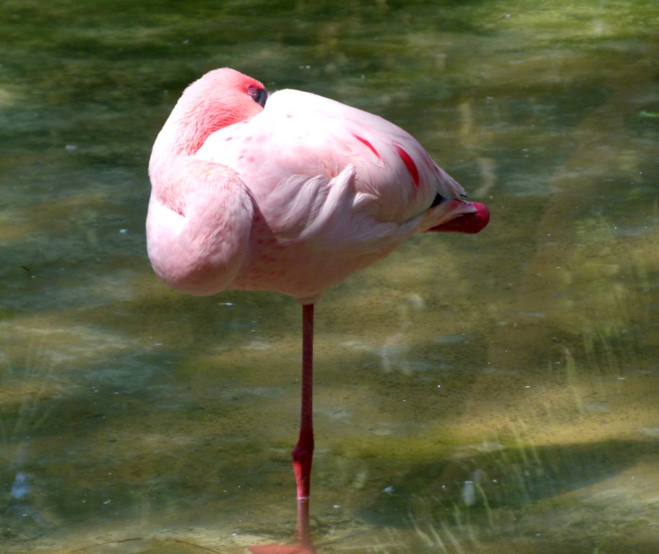 Flamant rose au repos