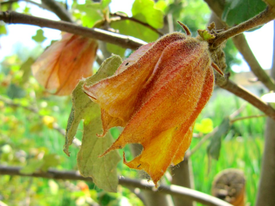 Fleur pendante