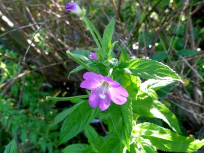 Fleur mauve 2
