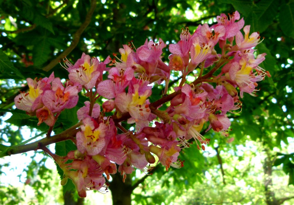 Fleur de marronnier Madrid 3