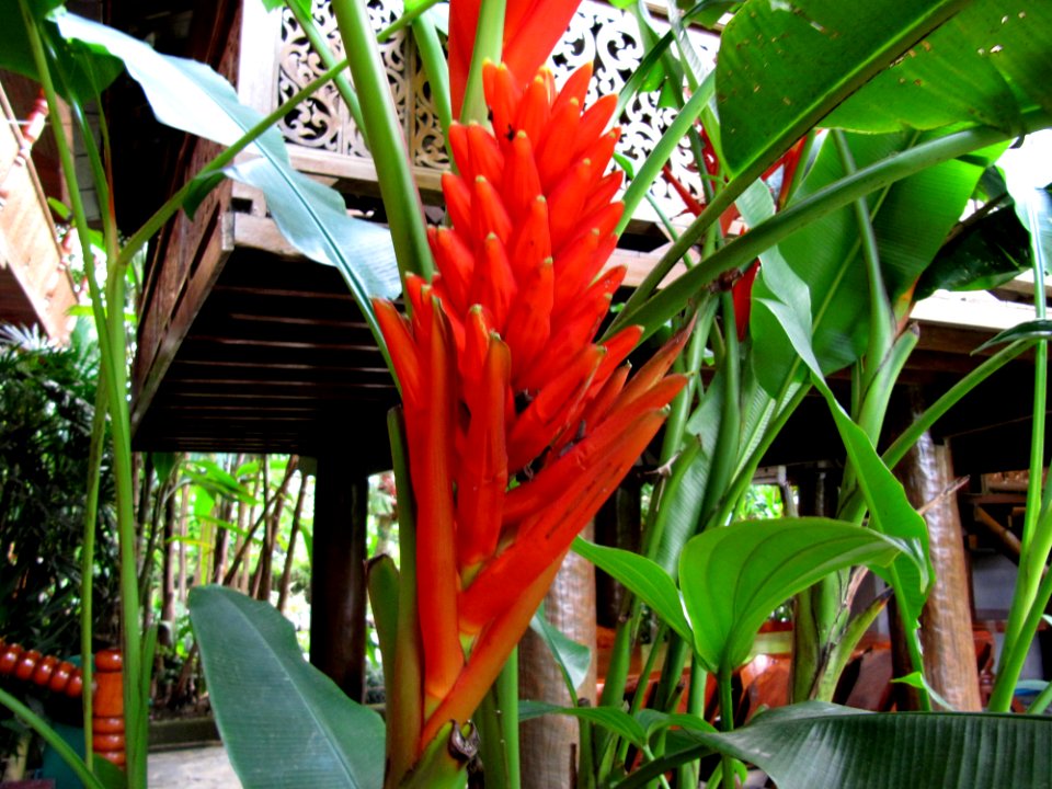 Fleur rouge flamboyante Vietnam