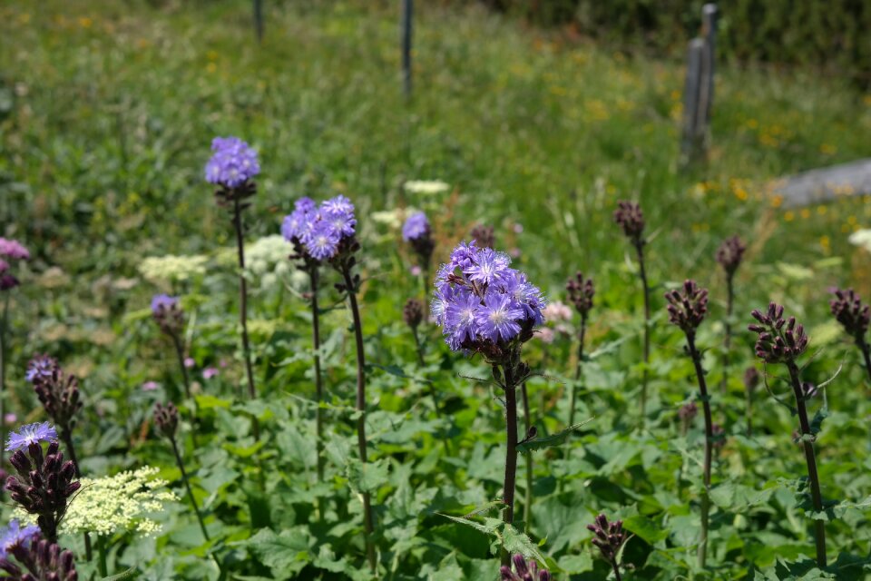 Bloom blue violet lactuca alpina