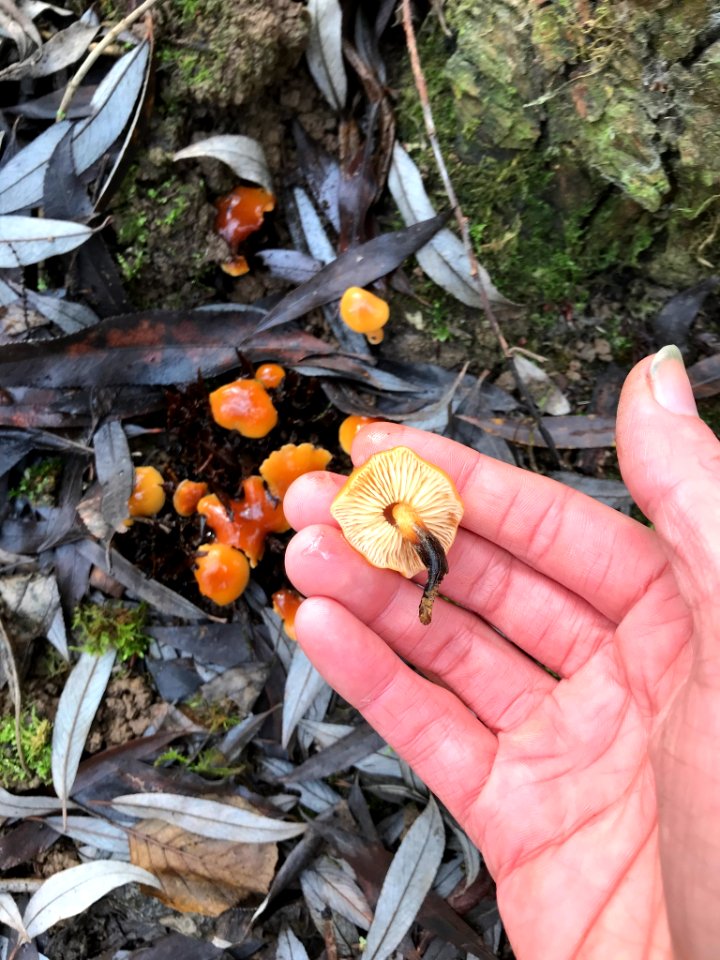 Flammulina velutipes 108292757