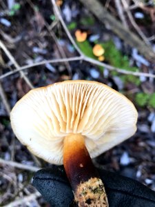 Flammulina velutipes 108292035