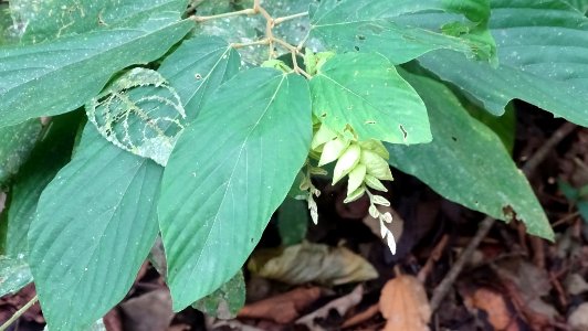 Flemingia strobilifera 58682174