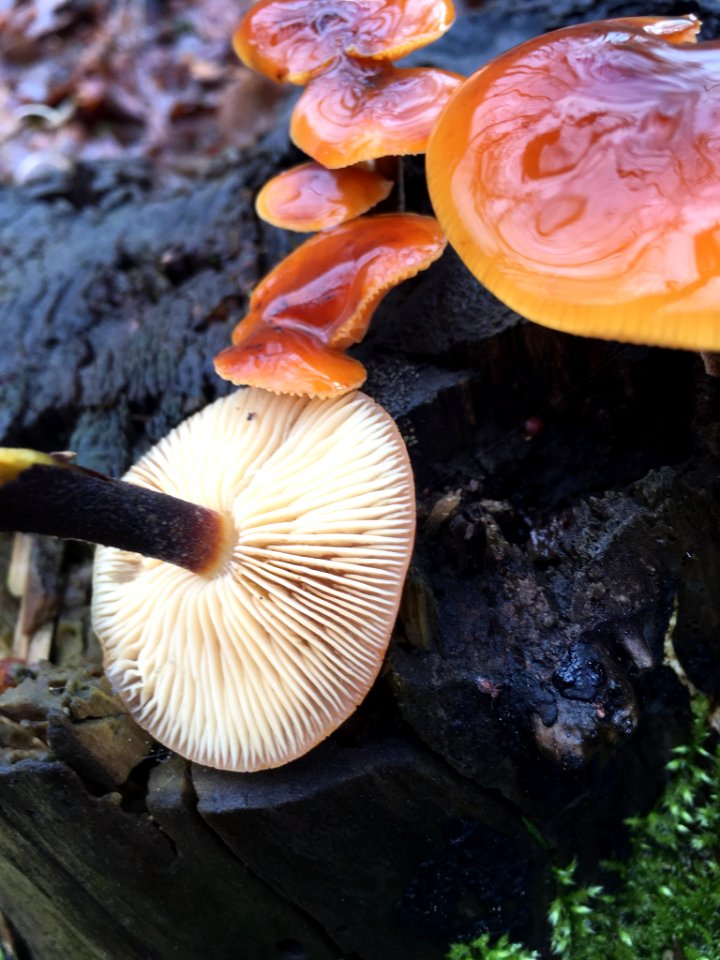 Flammulina velutipes 107984211