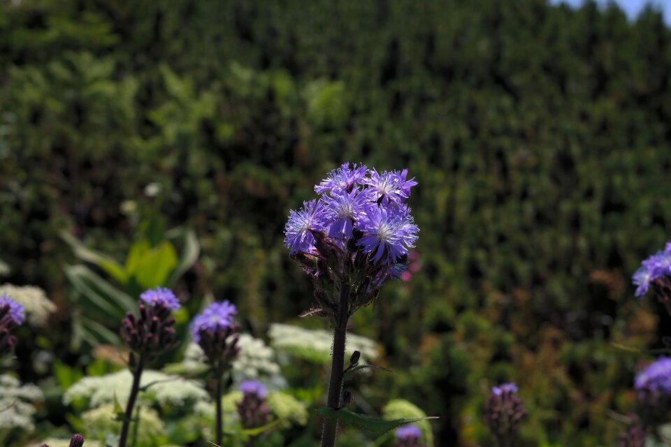 Bloom blue violet lactuca alpina