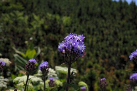 Bloom blue violet lactuca alpina photo