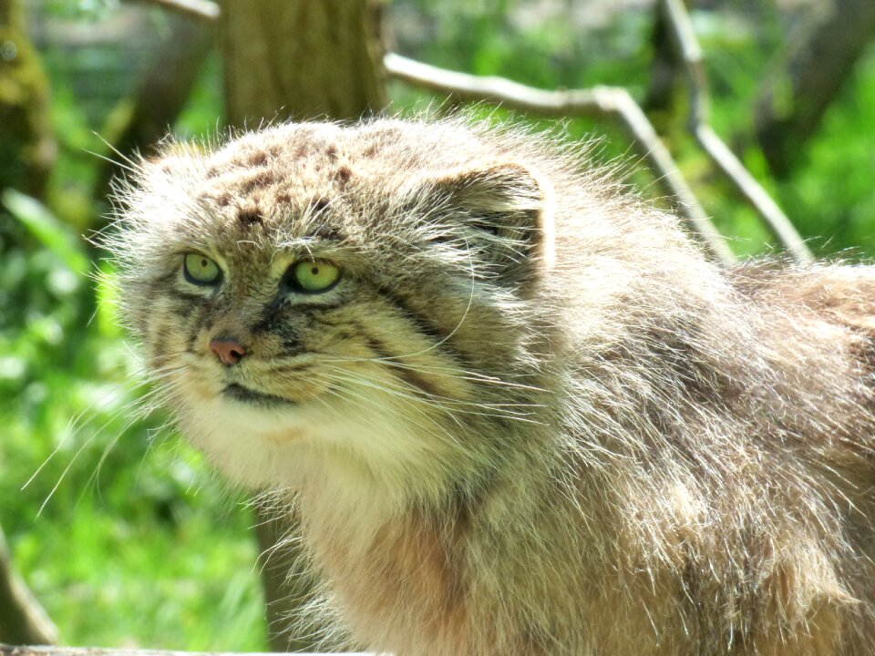 Park felines nesles zoo