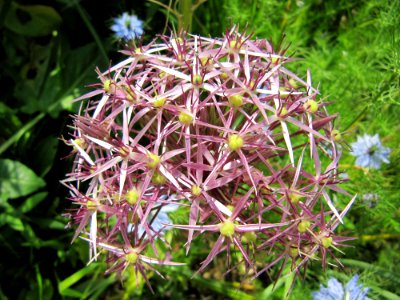 Fleur en forme de sphère photo