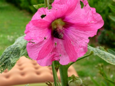 Fleur et abeille - 086