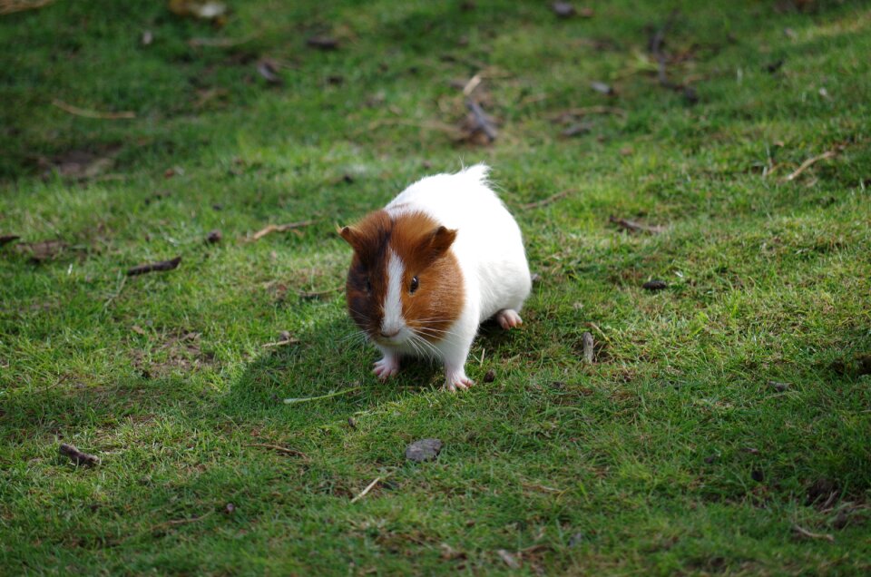 Hamster hair rodent