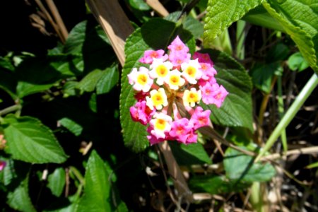 Fleur de WA
